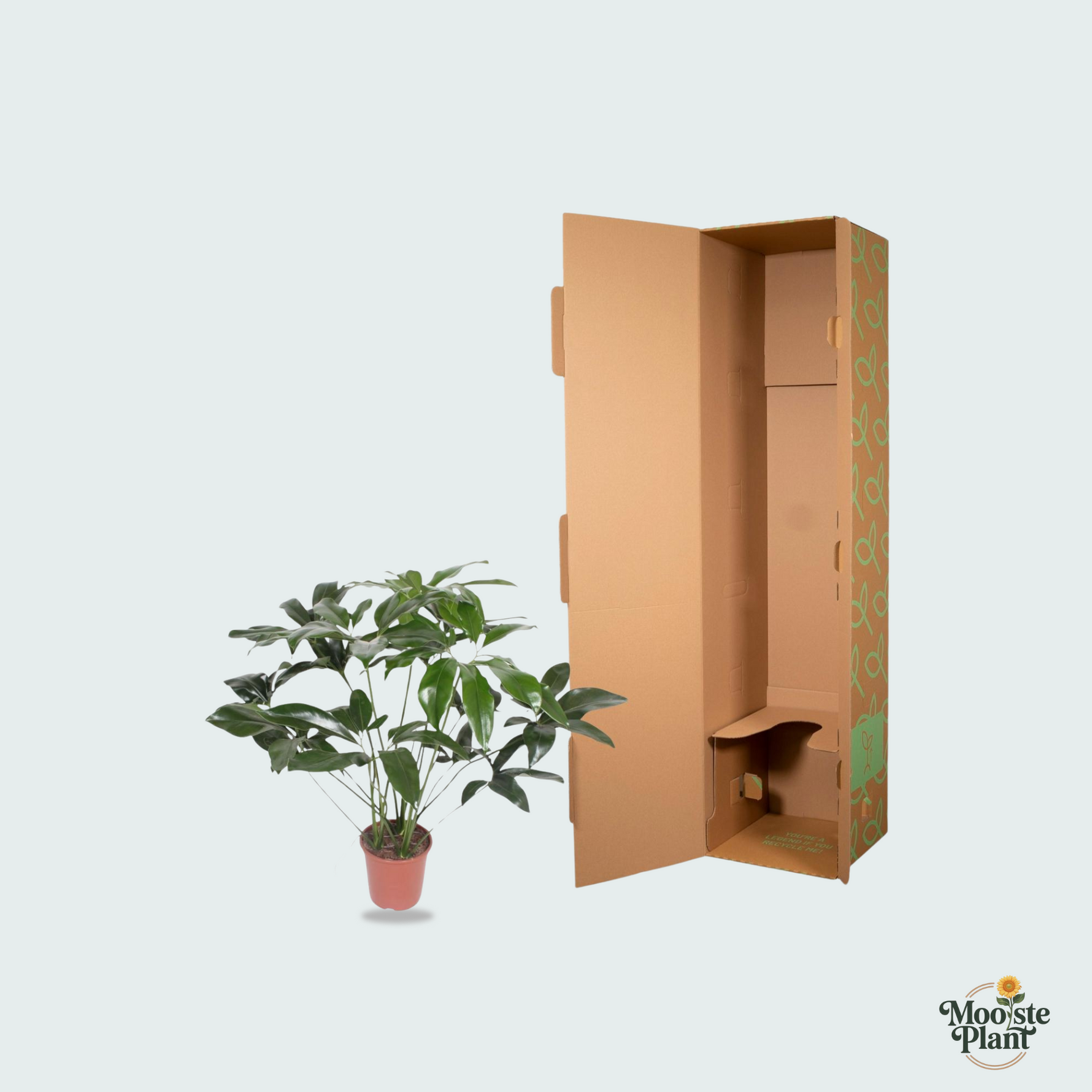 Philodendron kopen