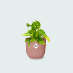  Philodendron Scandens kopen