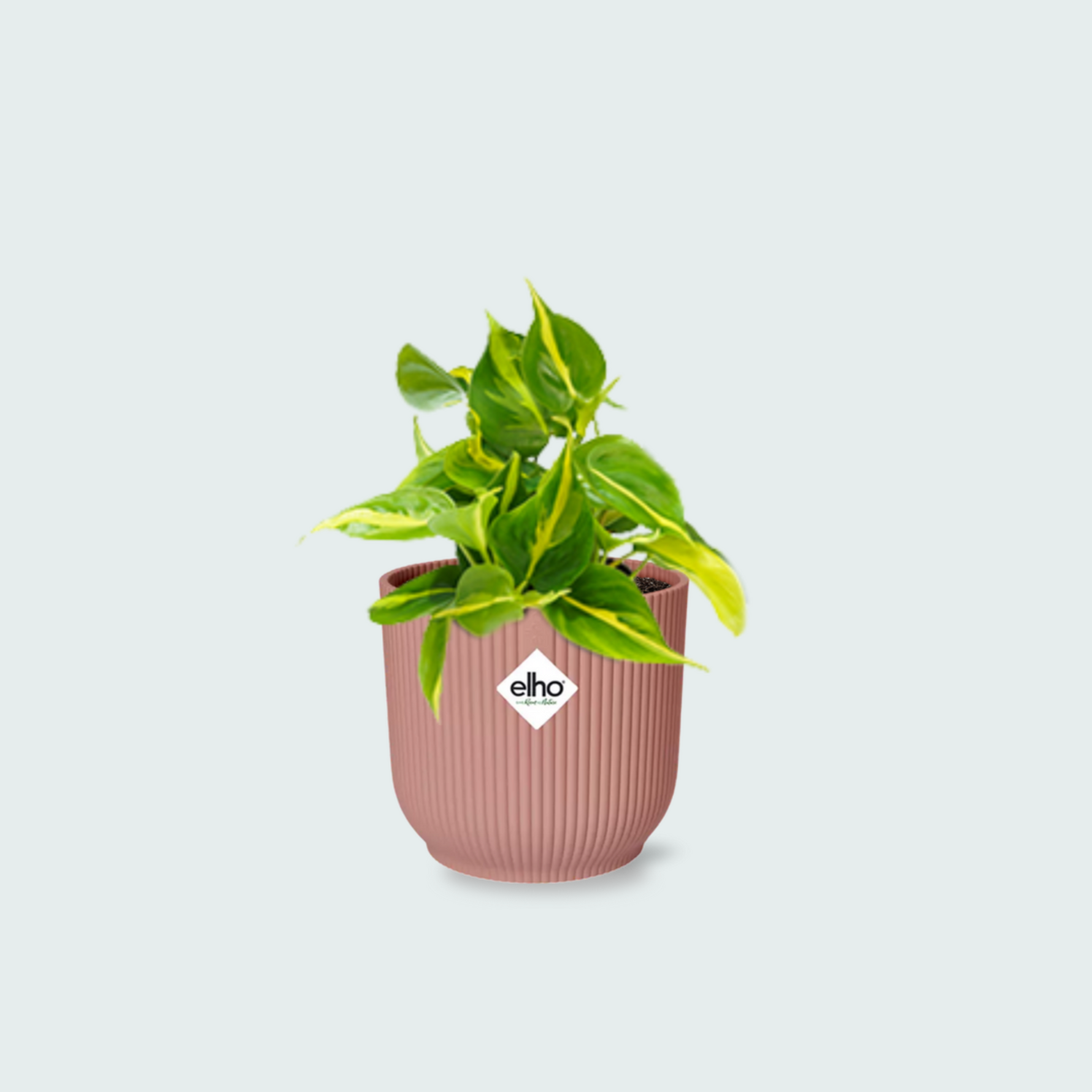  Philodendron Scandens kopen
