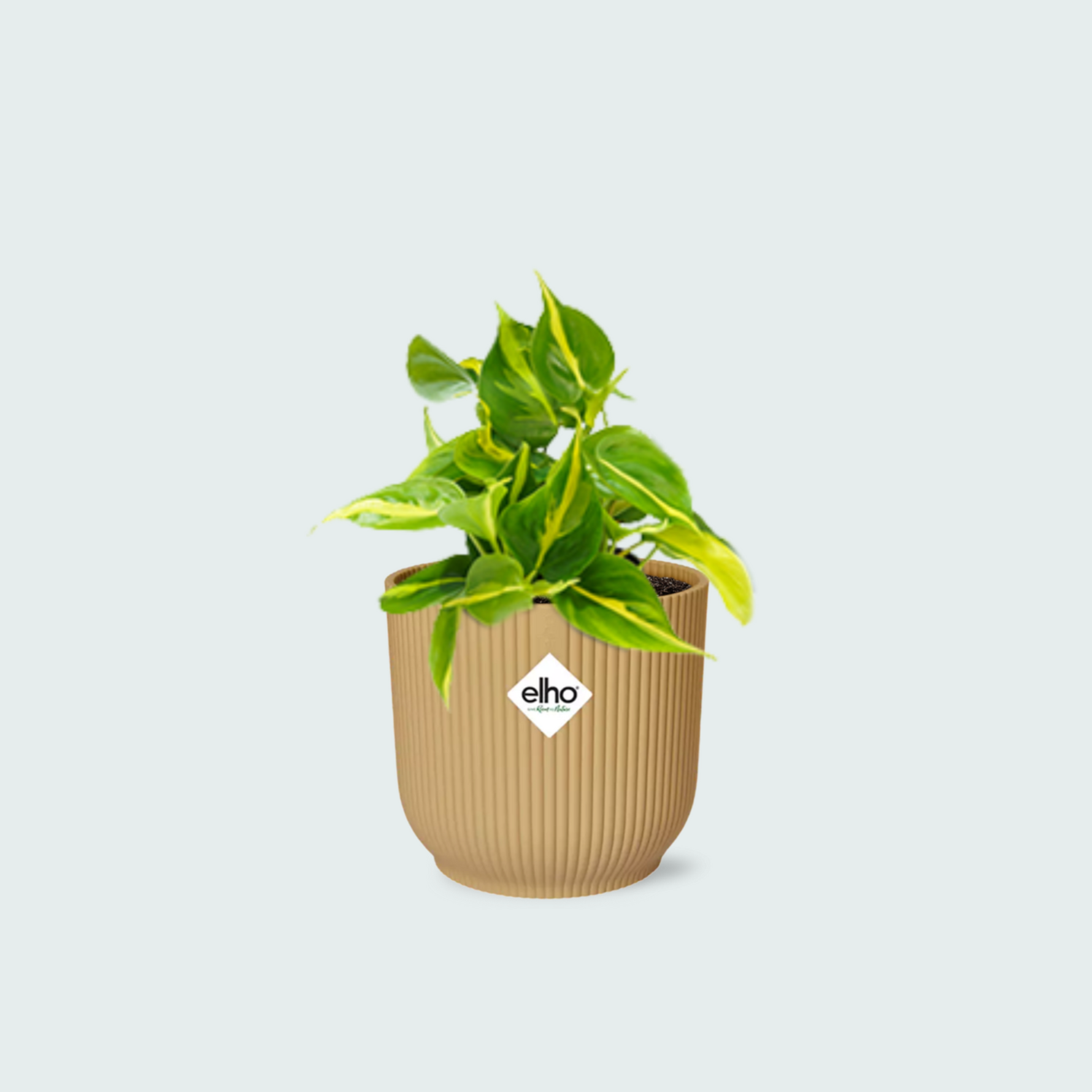  Philodendron Scandens kopen