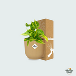  Philodendron Scandens kopen