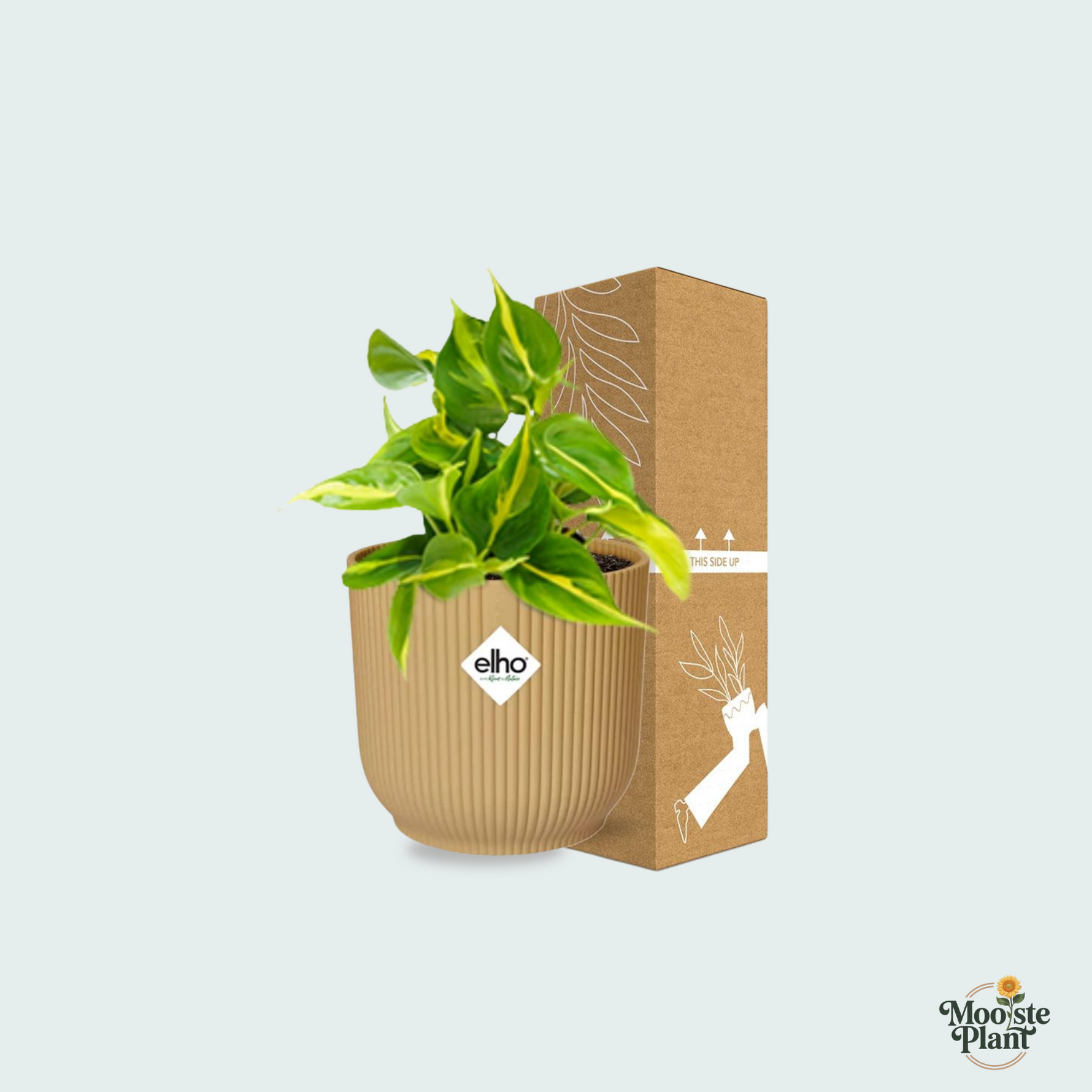  Philodendron Scandens kopen