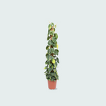 Philodendron Scandens kopen