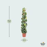 Philodendron Scandens kopen
