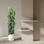 Philodendron Scandens Kopen