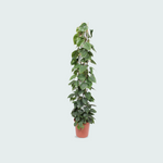 Philodendron Scandens kopen