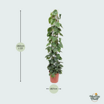 Philodendron Scandens kopen