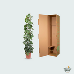 Philodendron Scandens kopen