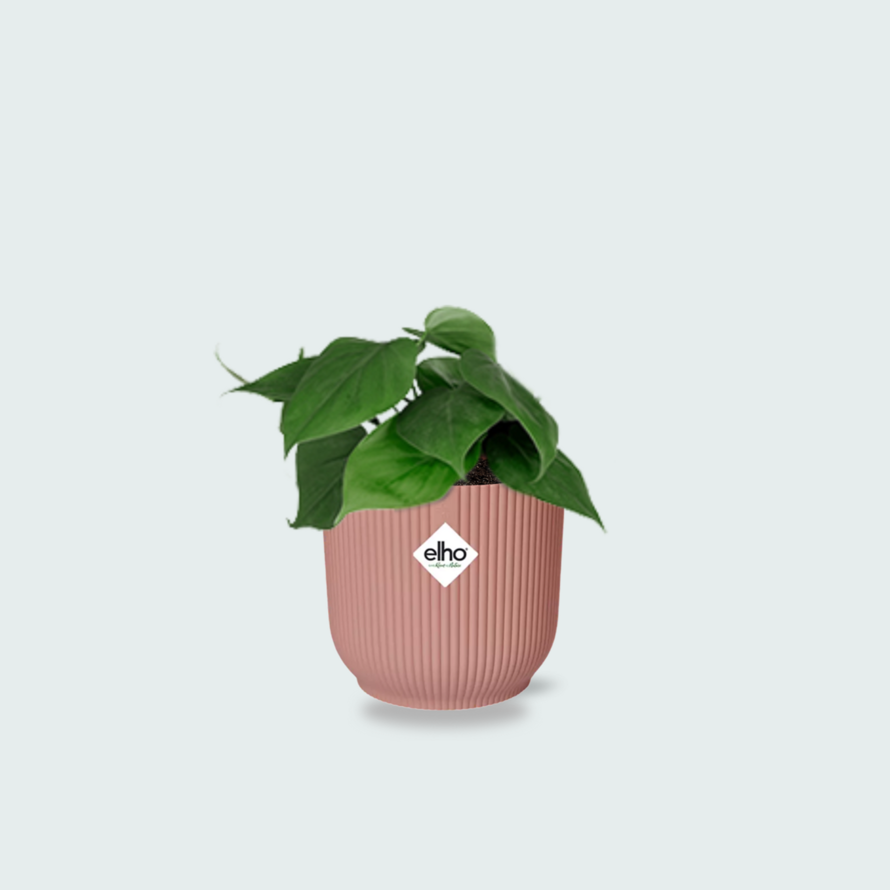 Philodendron Scandens kopen
