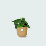 Philodendron Scandens kopen