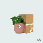 Philodendron Scandens kopen