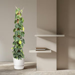 Philodendron Scandens kopen