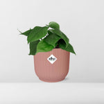 Philodendron Scandens kopen