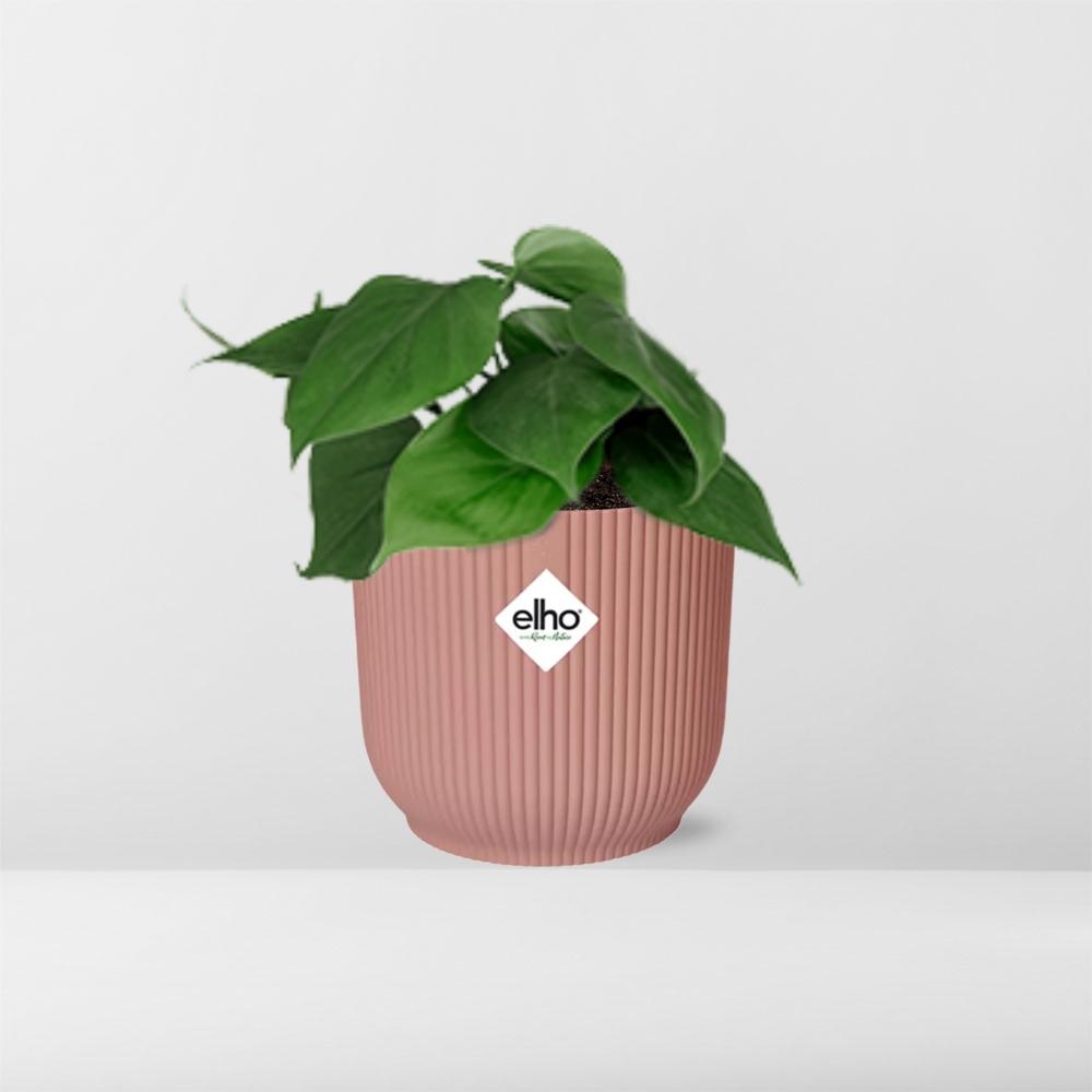 Philodendron Scandens kopen