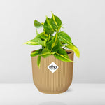  Philodendron Scandens kopen