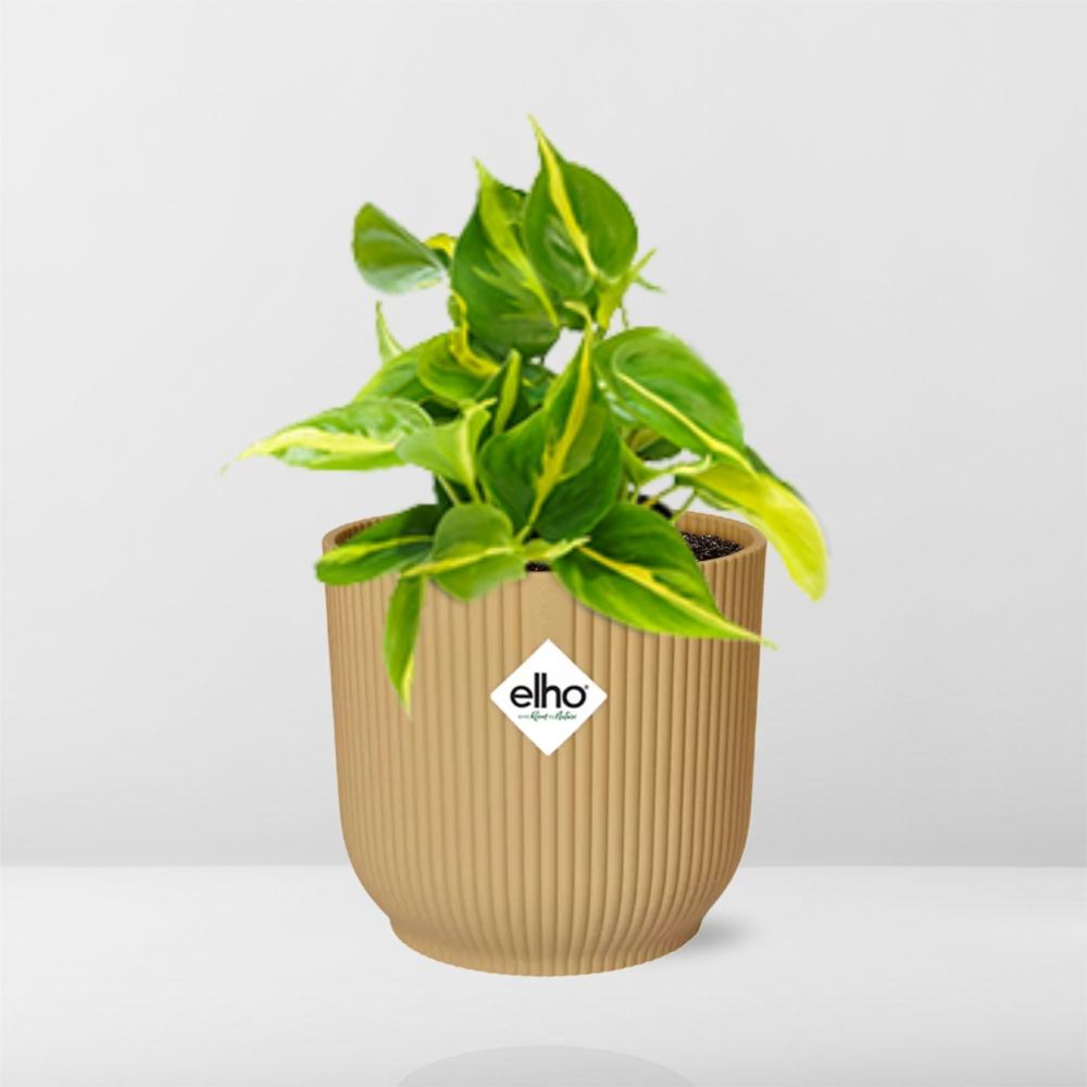  Philodendron Scandens kopen