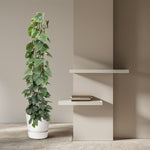 Philodendron Scandens kopen