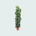 Philodendron Scandens Kopen