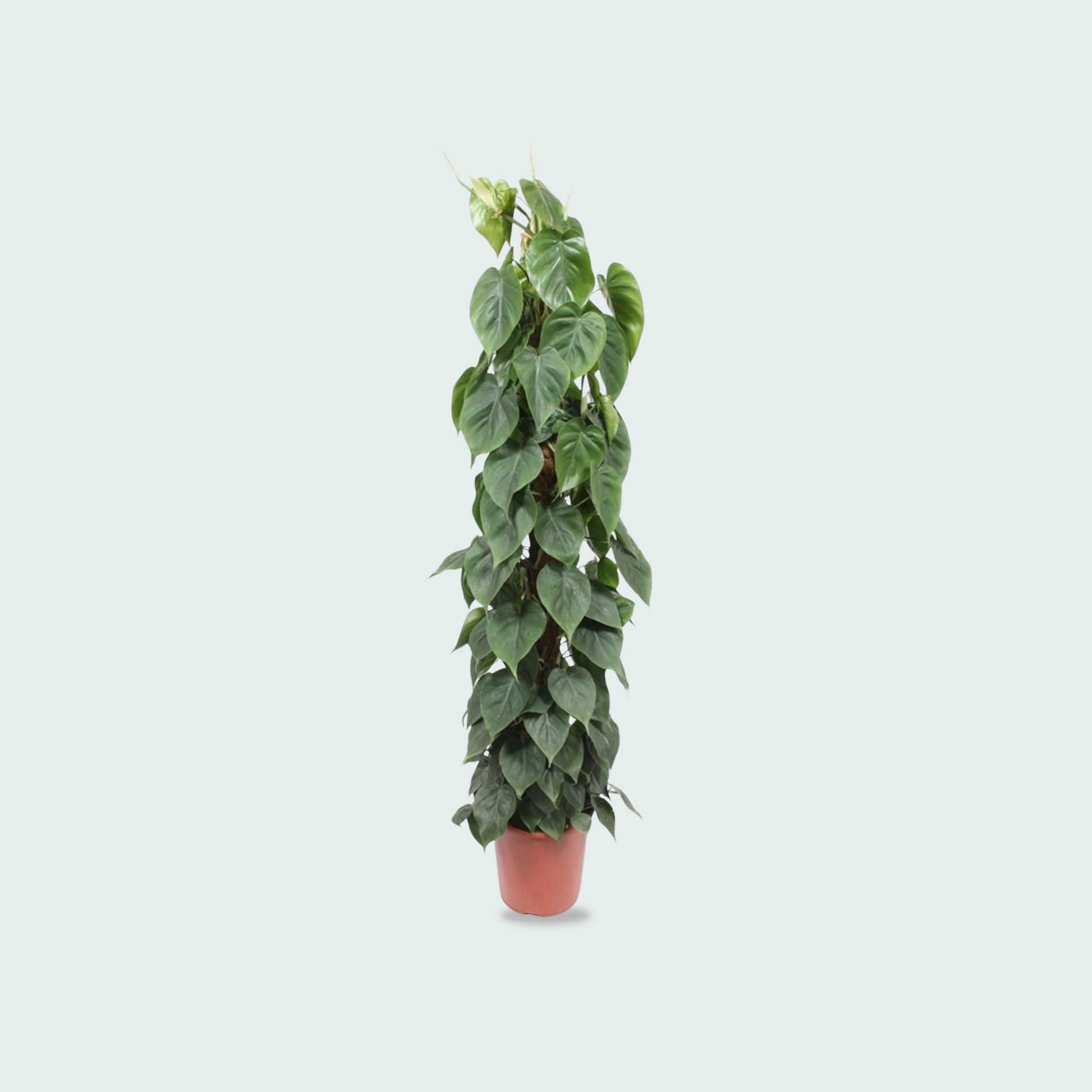 Philodendron Scandens Kopen
