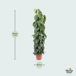 Philodendron Scandens Kopen