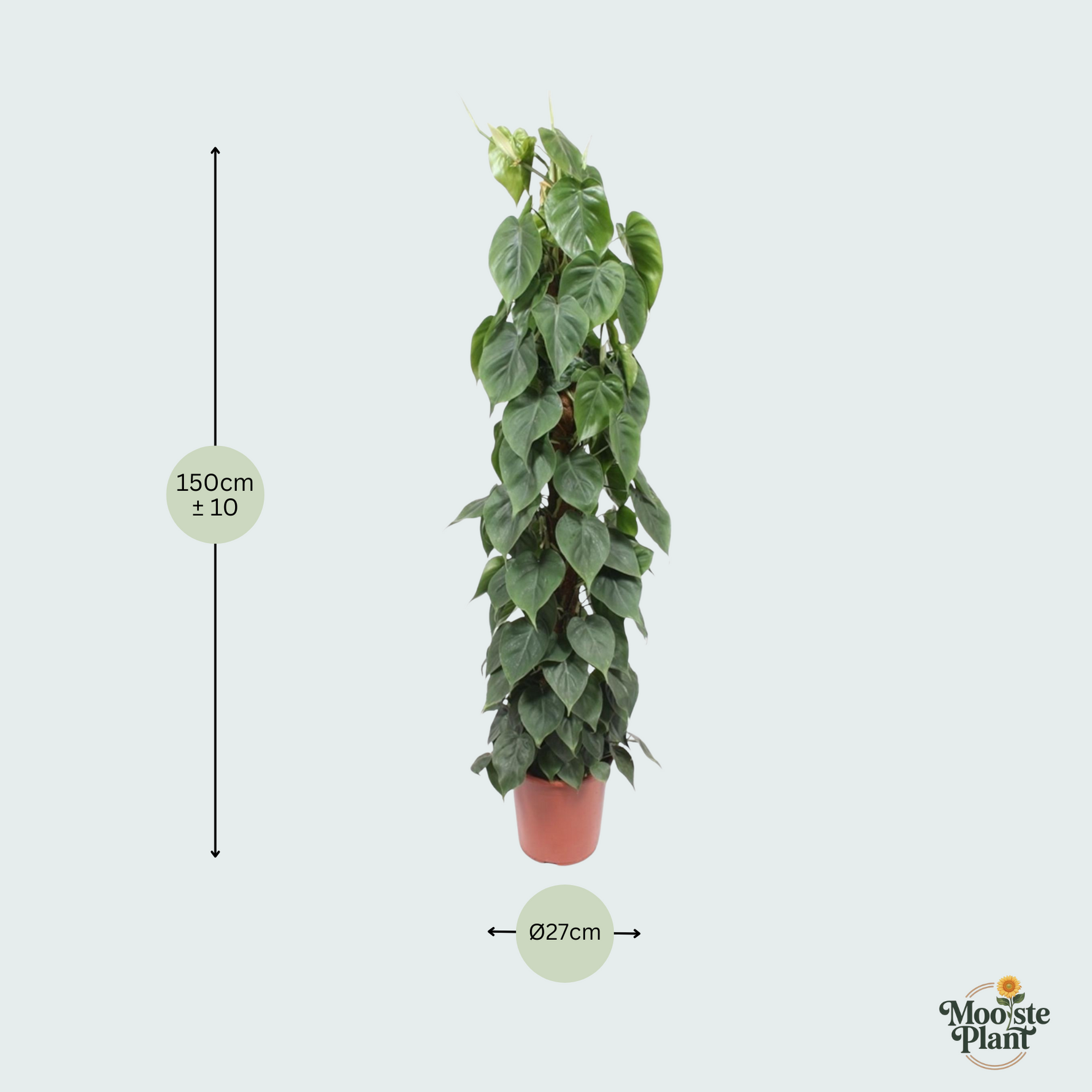 Philodendron Scandens Kopen