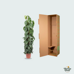 Philodendron Scandens Kopen
