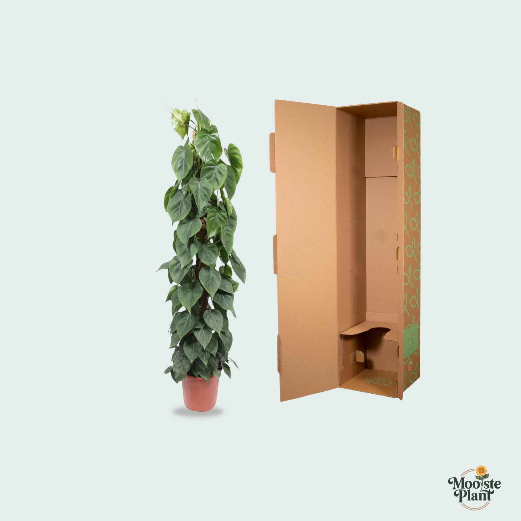 Philodendron Scandens Kopen