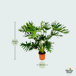 Philodendron Selloum kopen