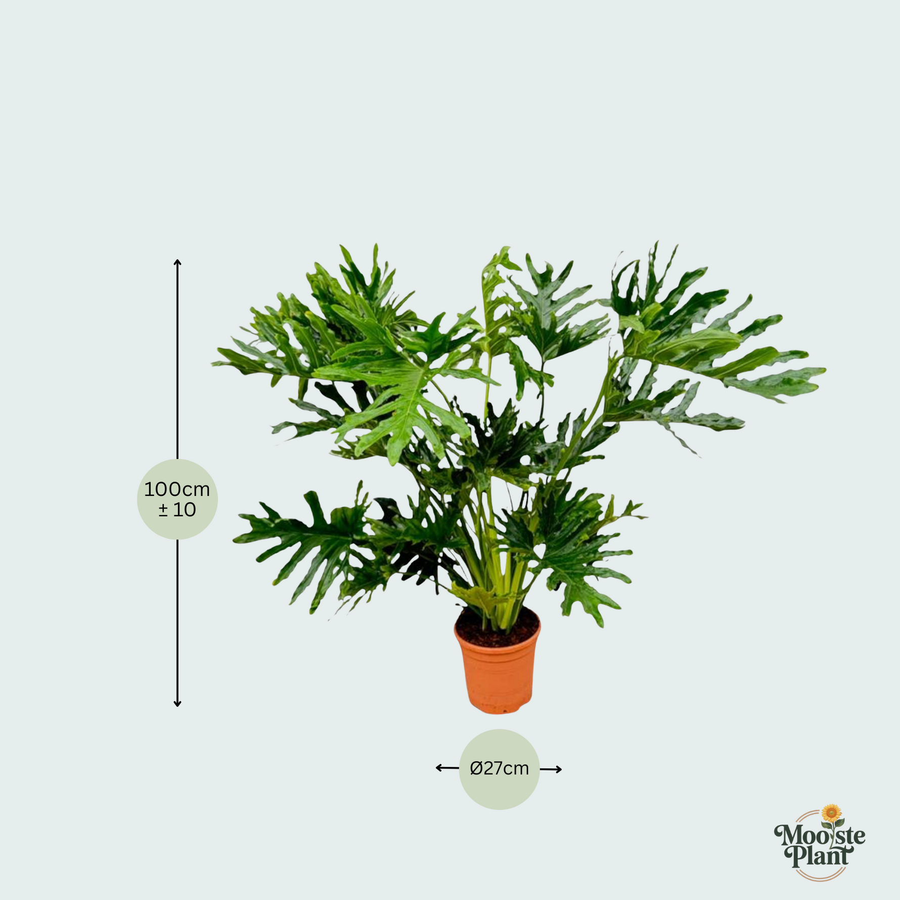 Philodendron Selloum kopen