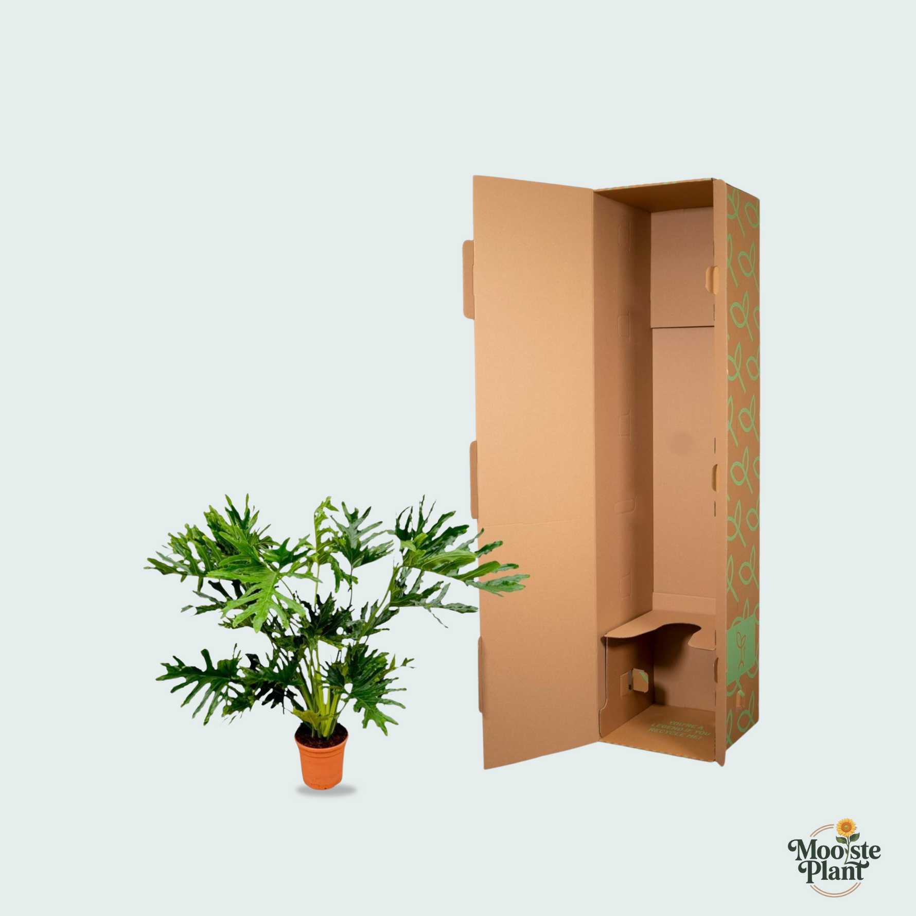 Philodendron Selloum kopen