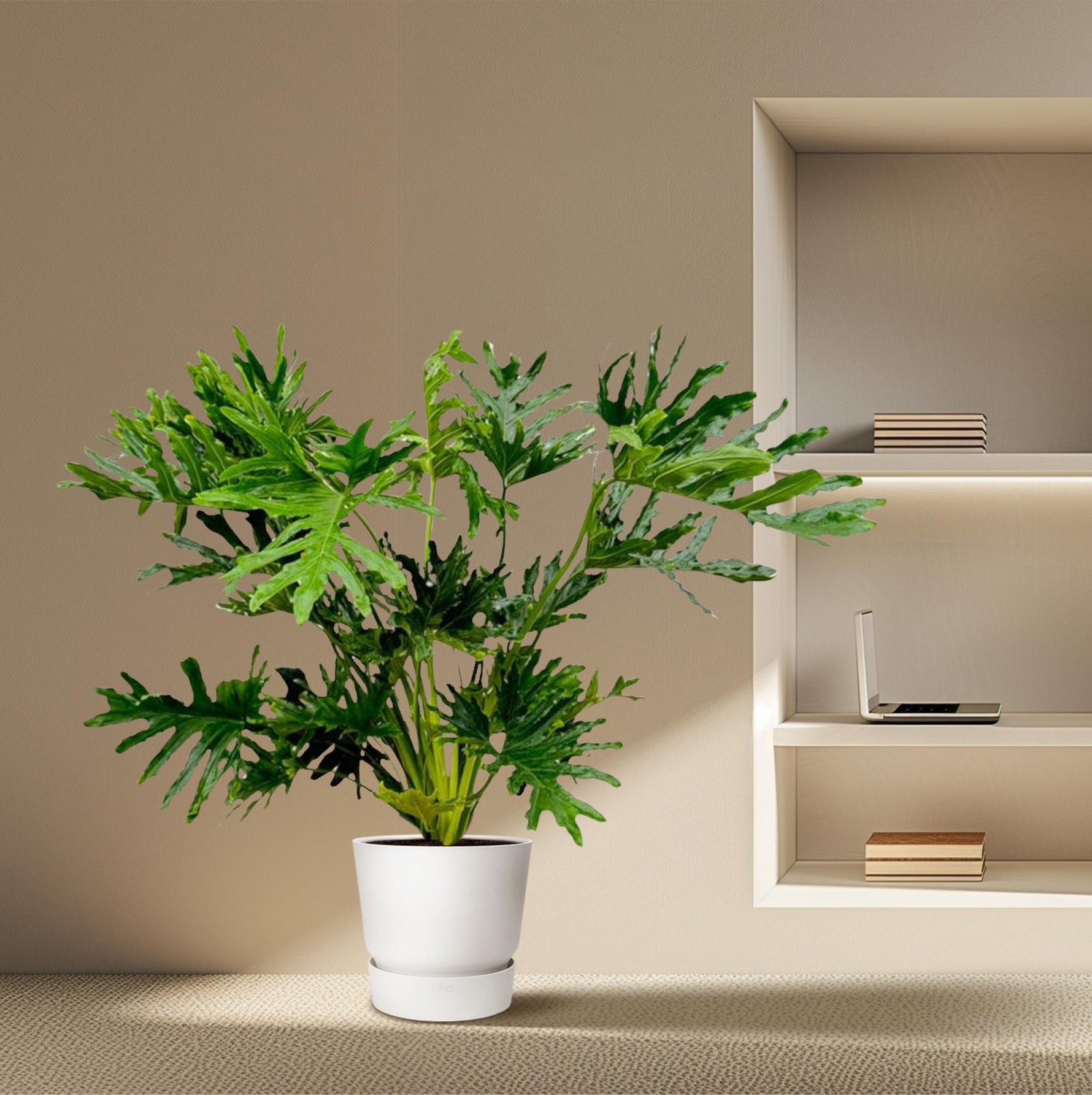 Philodendron Selloum kopen