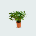 Philodendron Xanadu kopen