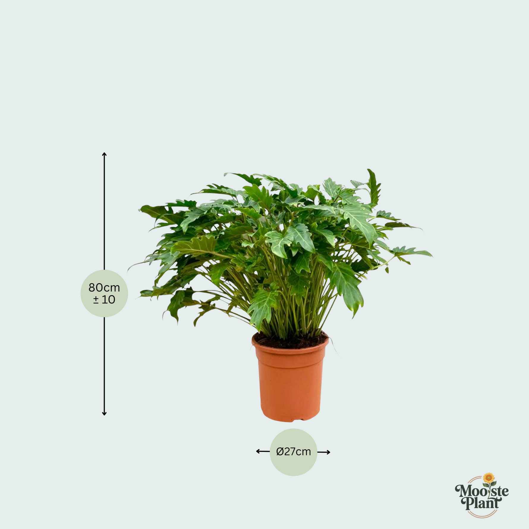 Philodendron Xanadu kopen