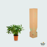 Philodendron Xanadu kopen