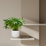 Philodendron Xanadu kopen