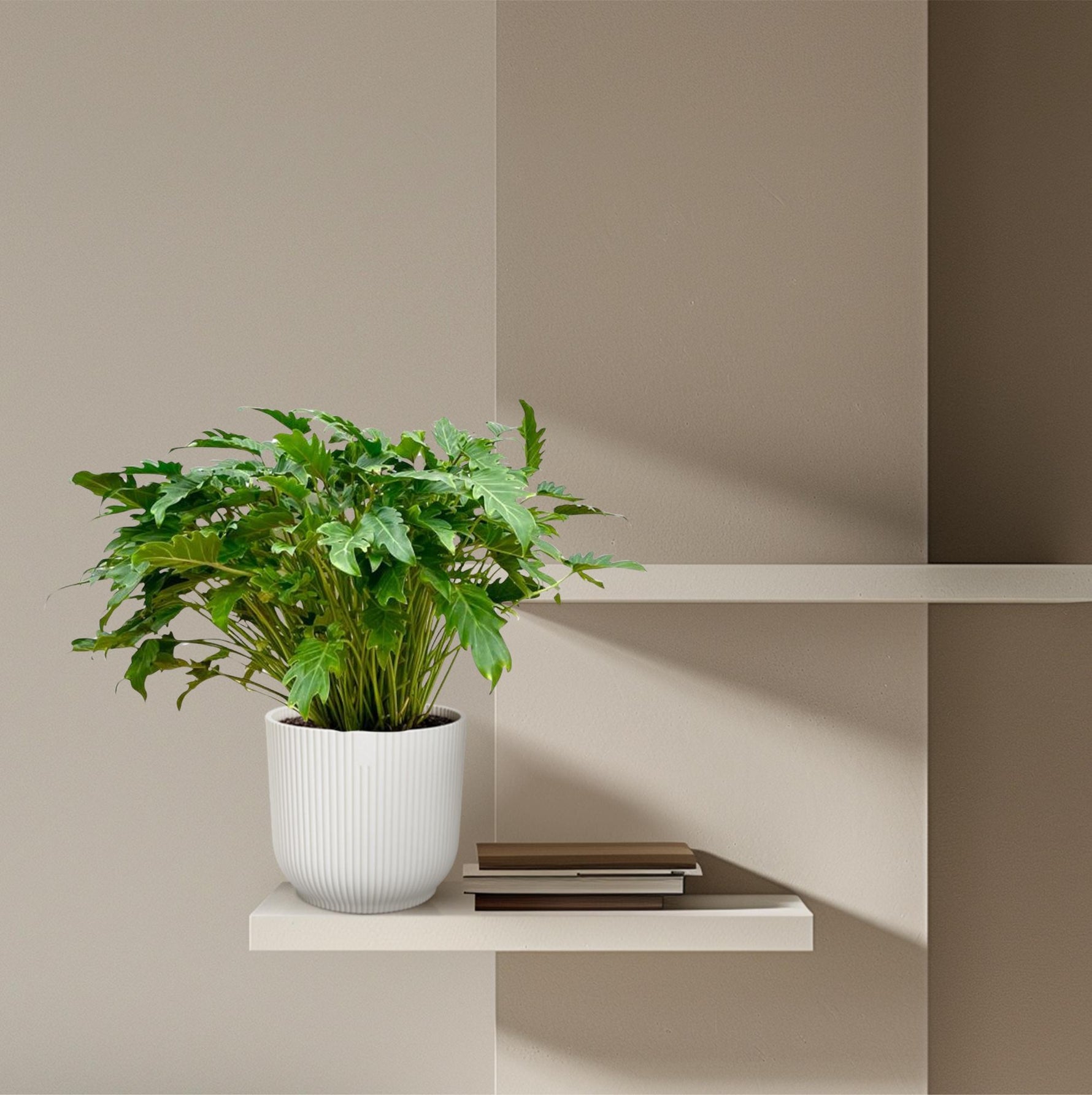 Philodendron Xanadu kopen