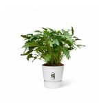 Philodendron Xanadu