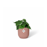 Philodendron Scandens kopen