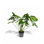 Philodendron Green Wonder