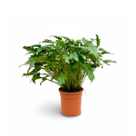Philodendron Xanadu