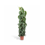Philodendron Scandens Mosstok
