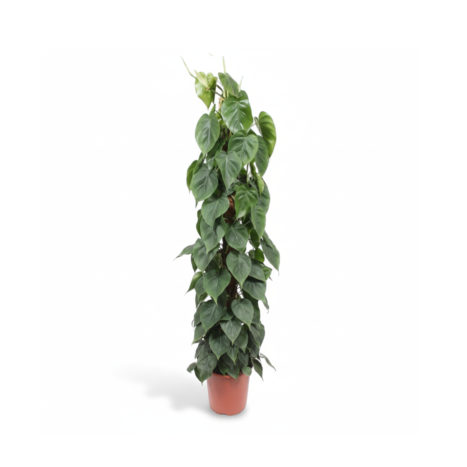 Philodendron Scandens Mosstok