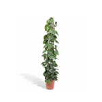 Philodendron Scandens kopen