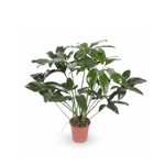 Philodendron kopen