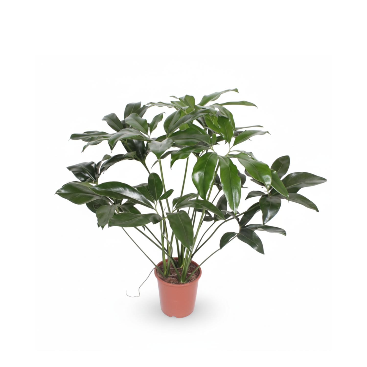 Philodendron kopen