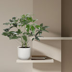 Philodendron kopen