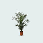 Phoenix Canariensis kopen