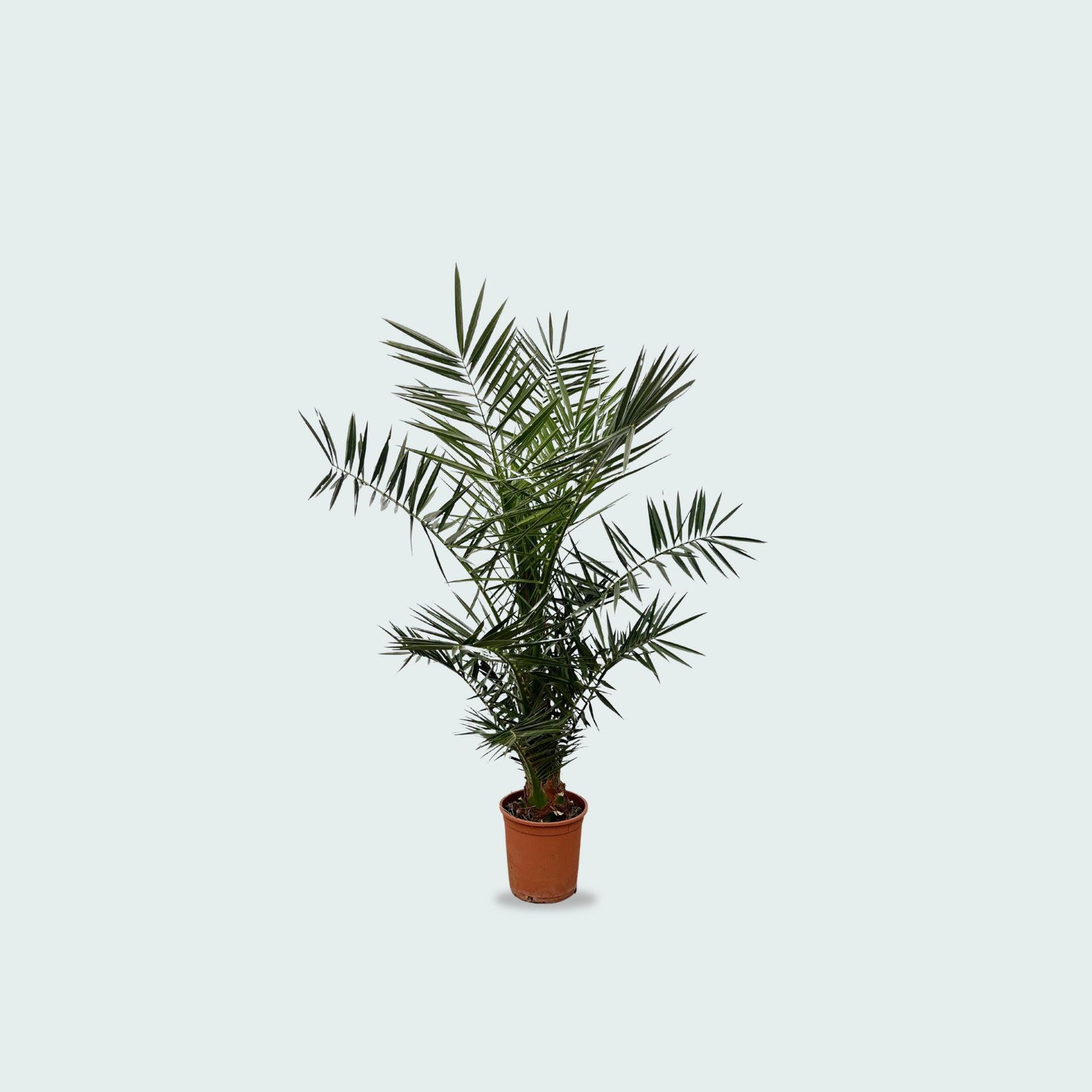 Phoenix Canariensis kopen