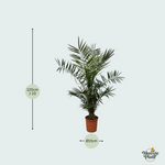 Phoenix Canariensis kopen