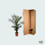 Phoenix Canariensis kopen